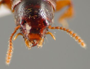 Media type: image;   Entomology 20241 Aspect: head dorsal view